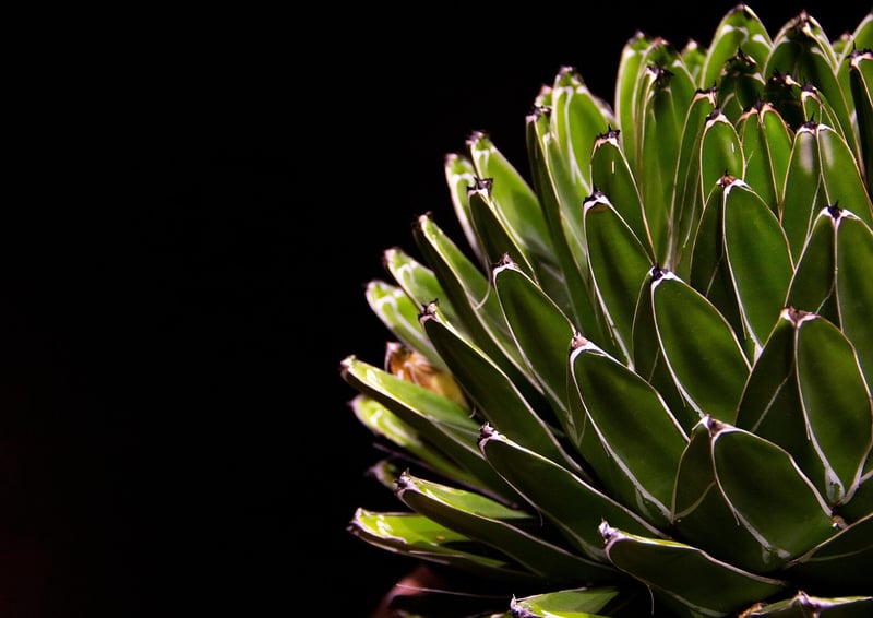 Cosmic Mini Succulents